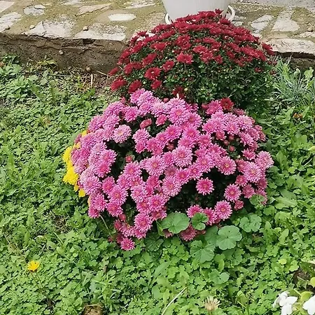 Panayotovi *